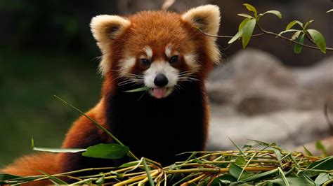 which animals are eaten in china